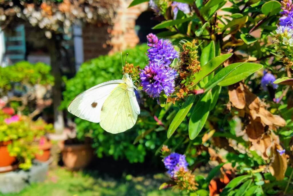 Bellavista La Tua Romantica Vacanza Sul Trasimeno كاستيغليون ديل لاغو المظهر الخارجي الصورة